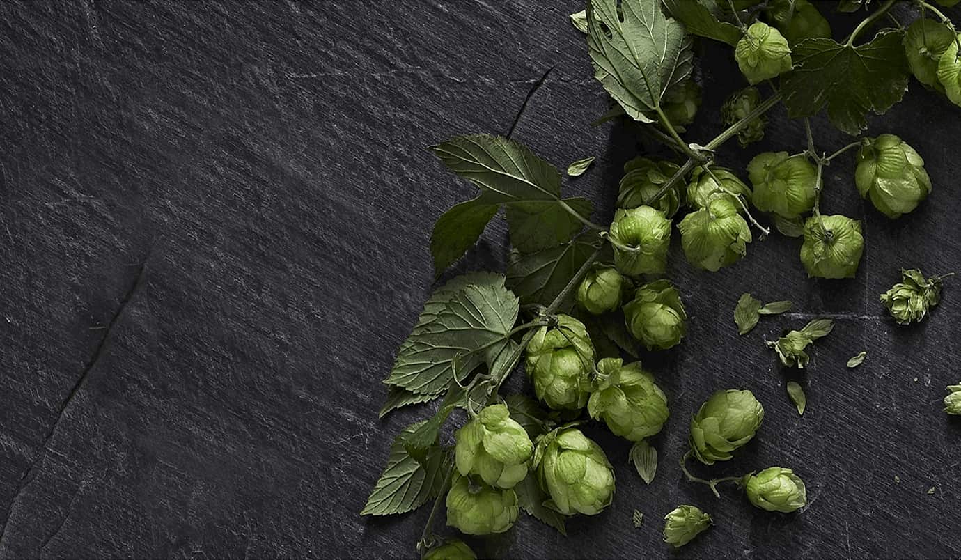 carlsberg hops for yeast extraction lying on a table
