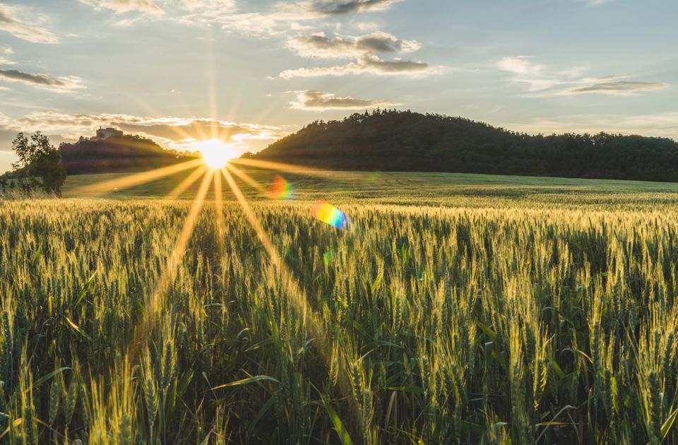 Crops